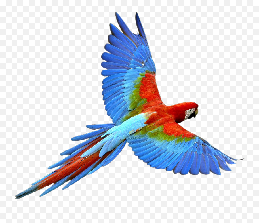 Flying Parrot Png Transparent Image - Parrot Flying Png,Bird Flying Png