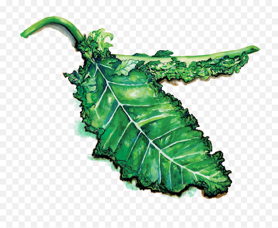 Full Size Png Image - Kale,Kale Png