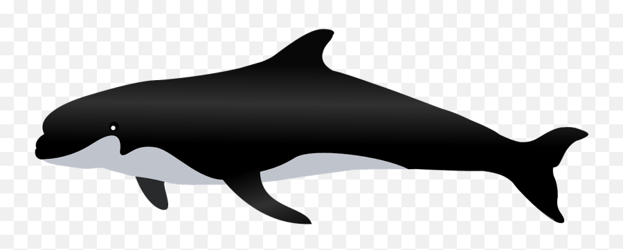 Whale Png Image With Transparent Background - Killer Whale Animal Png,Whale Transparent Background