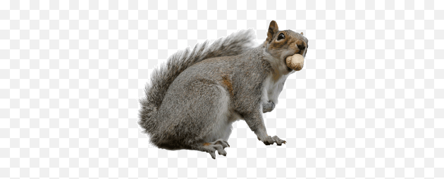 328 Squirrel Gifs - Gif Abyss Page 3 Types Of Squirrel Uk Png,Squirrel Transparent