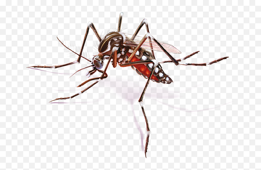 Download Mosquito Febre Amarela Png - Vietnam Mosquito,Mosquito Png