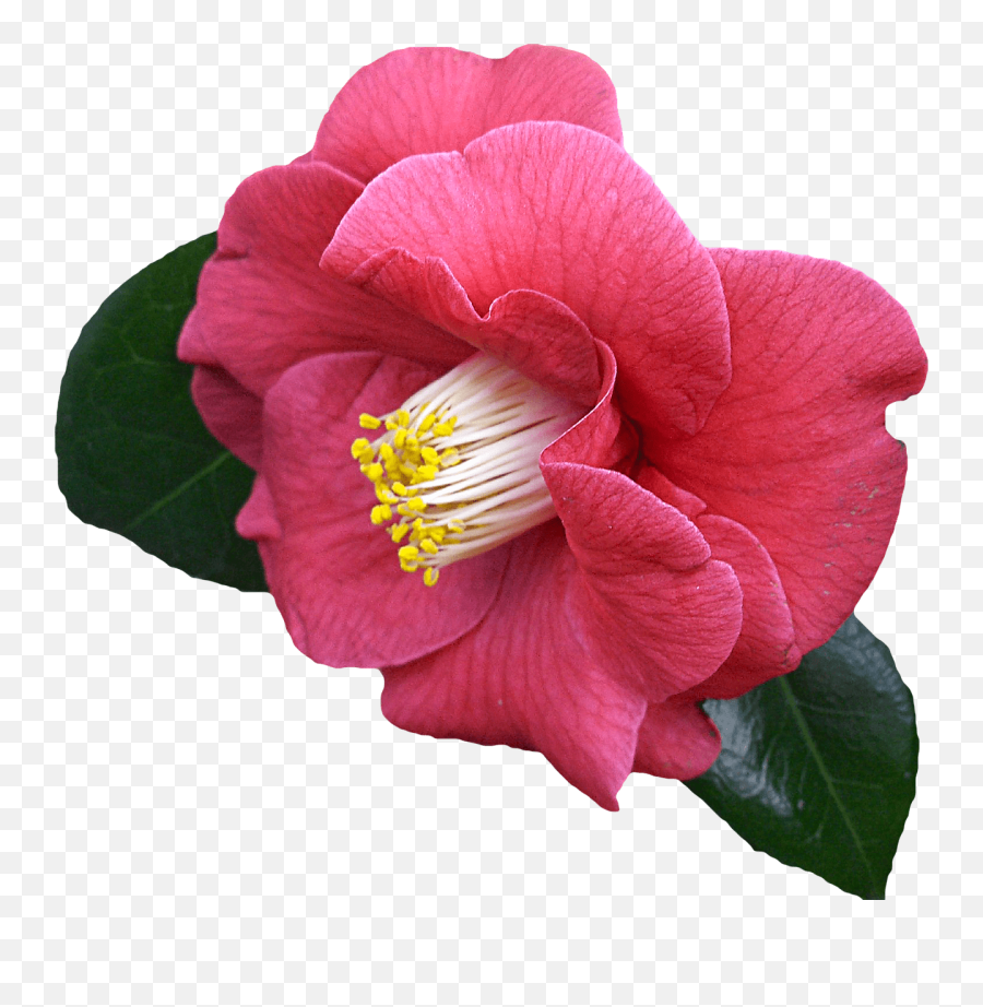 Free Photo Flower Graphics Png Clipping - Max Pixel Transparent Camellia Flower Png,Pixel Flower Png