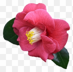 Free Photo Flower Graphics Png Clipping - Max Pixel Transparent Camellia