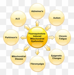 Fluoroquinolones And Mitochondrial Dysfunction - My Quin Story Causes Of Mitochondrial Dysfunction Png,Mitochondria Png