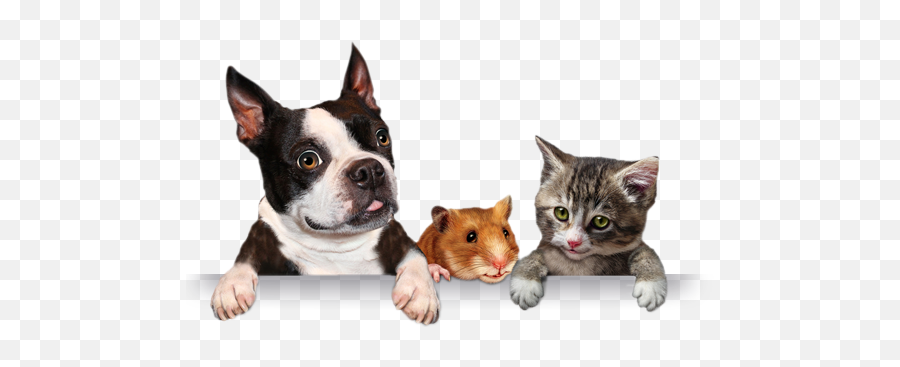 Download Banner Shadow - Pets Png Full Size Png Image Pngkit Chien Chat Cochon D Inde,Pets Png