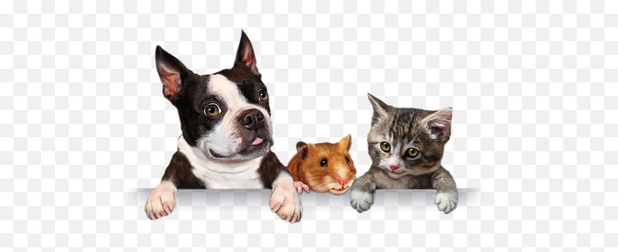 Download Banner Shadow Pets Png Full Size Png Image Pngkit Chien Chat Cochon D Inde Pets Png Free Transparent Png Images Pngaaa Com