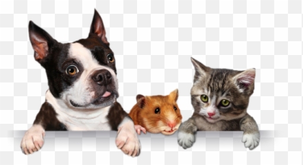 Download Banner Shadow - Pets Png Full Size Png Image Pngkit Chien Chat Cochon D Inde,Pets Png