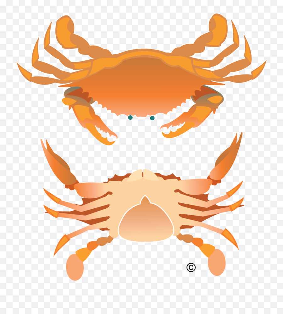 Vector Crab Illustration Clip Art - Rock Crab Full Size Crab Birds Eye View Png,Crab Png