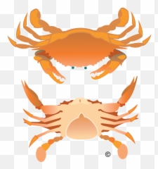 Vector Crab Illustration Clip Art - Rock Crab Full Size Crab Birds Eye View Png,Crab Png