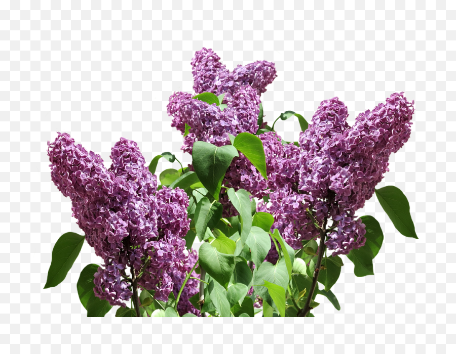 Lilac Flowers Png Images Free Download - Lilac Transparent,Lilac Png