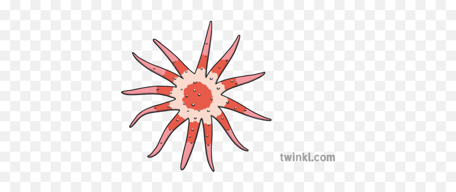 Sun Starfish 019092 Ocean Creature Sea Wildlife Echinoderm - Bacteria Blanco Y Negro Png,Starfish Clipart Png