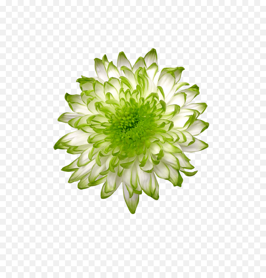 Lime Green Zembla - Green Flower Cut Out Png,Green Flower Png