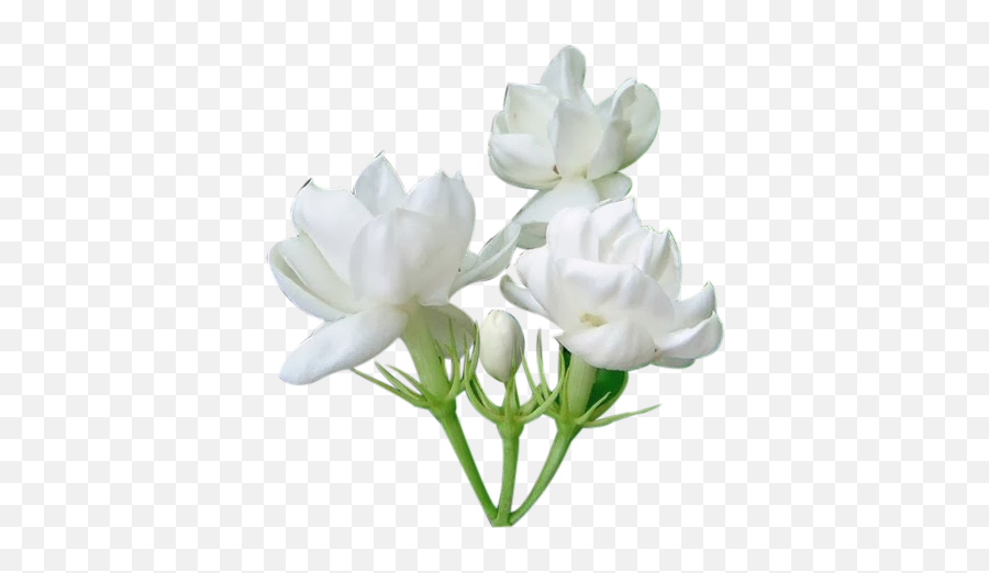 Jasmine Flower Png Images Free Download - Single Jasmine Flower Png,Flowers Png