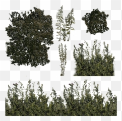 Index Of Viewerresourcesmaterialsmodelspropsdetrain - Tropical And Subtropical Coniferous Forests Png,Vtf To Png