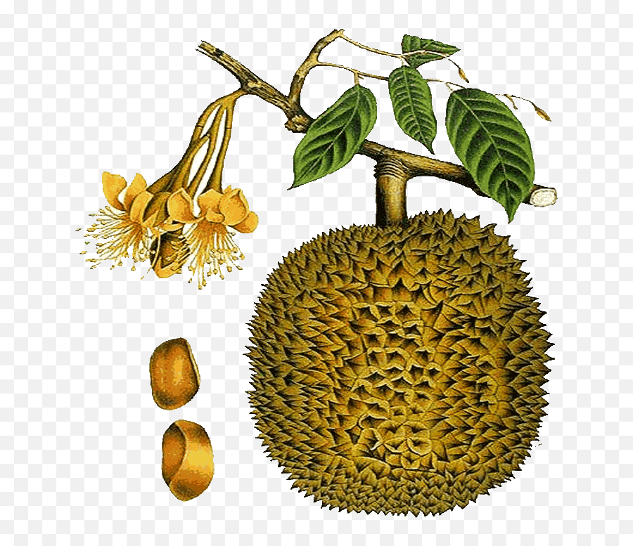 Download Durian Fruit Clipart - Cempedak Transparent Durian Flower Png,Durian Png