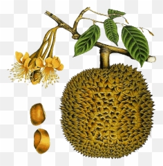 Download Durian Fruit Clipart - Cempedak Transparent Durian Flower Png,Durian Png