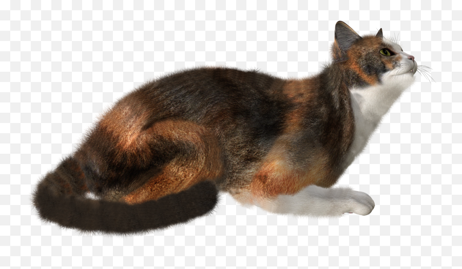 Cat Transparent Background Small - Portable Network Graphics Png,Cat With Transparent Background