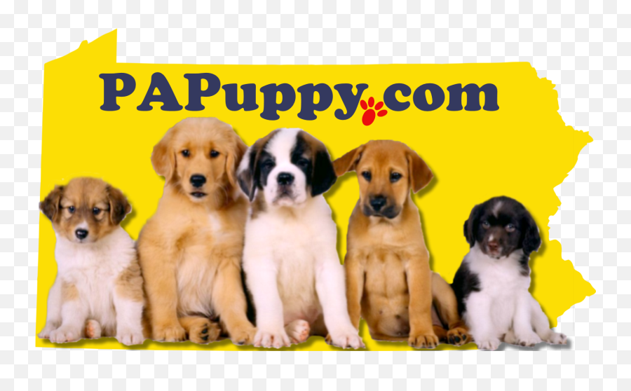 Puppies U0026 More Papuppy - Puppy Posters On Amazon Png,Puppy Love Icon