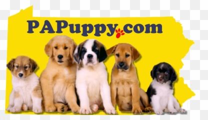 Puppies U0026 More Papuppy - Posters On Amazon png