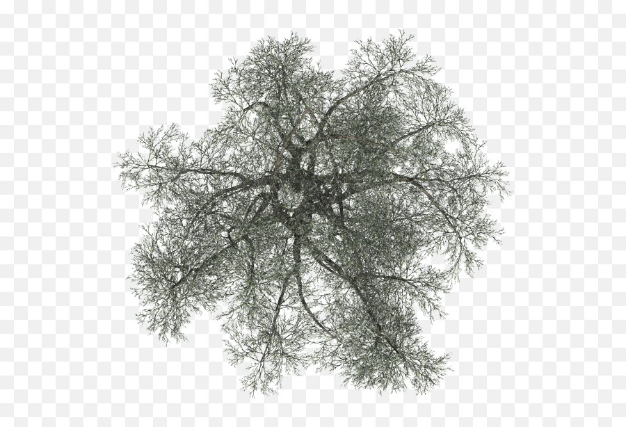 Index Of Mappingterrainplantstreeswinter - Tree On Top Png Black,Black Tree Png