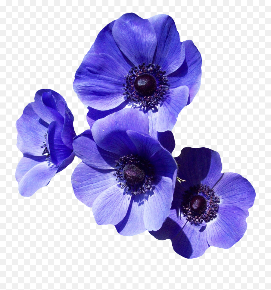 Download Purple Flowers Png Image For Free - Transparent Purple Flower Png,Flowers Transparent