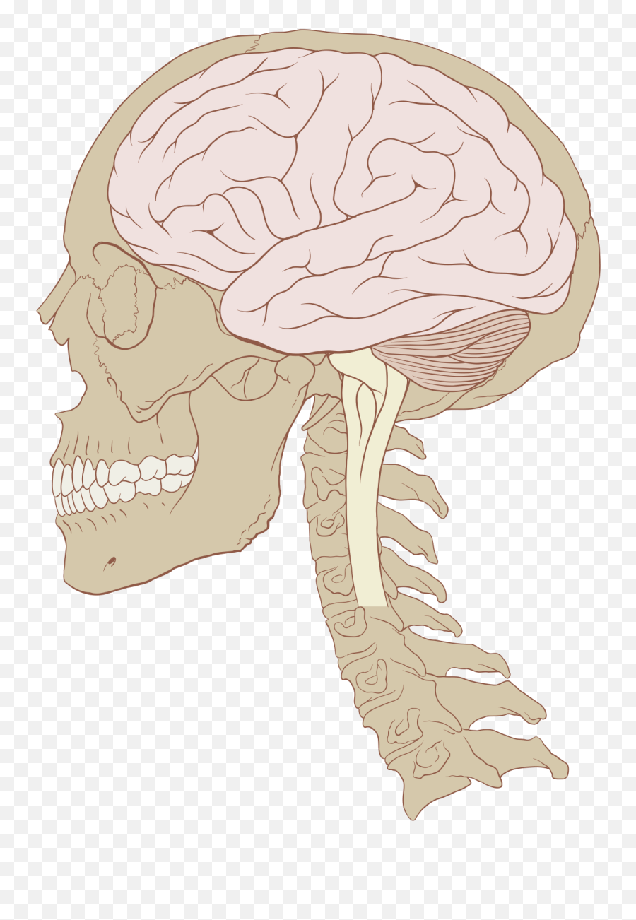 Human Brain - Brain In Skull Diagram Png,Human Brain Png