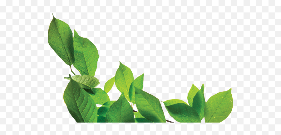 Medicinal Herbs And Plants Are - Medicinal Plants Png,Herbs Png