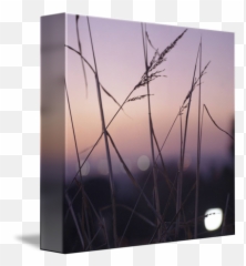Long Wild Grass Summer Evening Purple Square By Edward Olive - Phragmites png