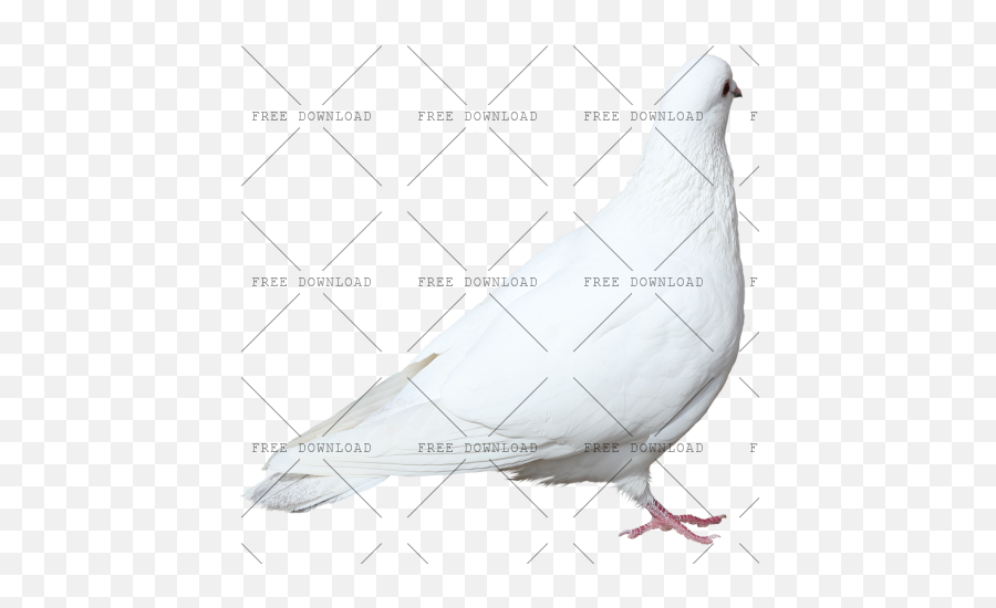 Dove Bird Png Image With Transparent Background - Photo 520 Rock Dove,Wings Transparent Background