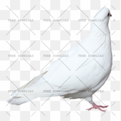 Dove Bird Png Image With Transparent Background - Photo 520 Rock