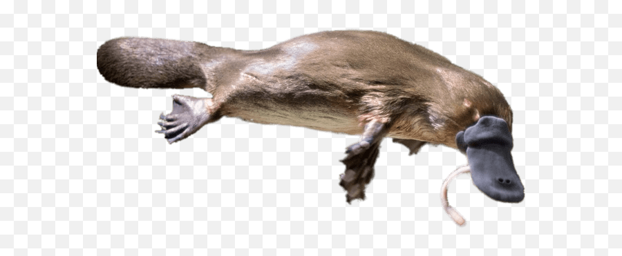 Platypus Eating A Worm Transparent Png - Platypus Png,Platypus Png