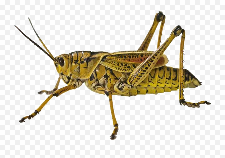 Grasshopper Png Free Image - Locust Png,Grasshopper Png