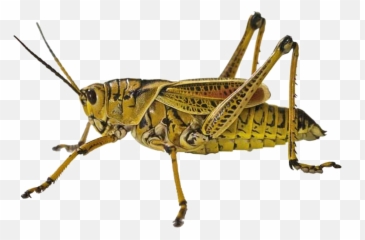 Grasshopper Png Free Image - Locust Png,Grasshopper Png