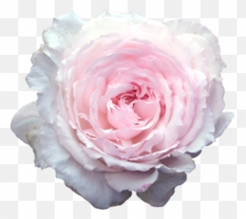 Download Hd Collage Stickers Tumblr - Pink Flowers Transparent Real png