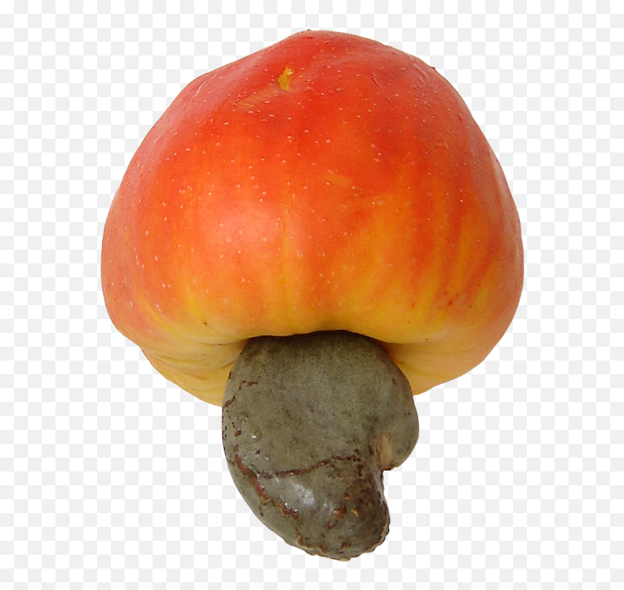 Cashew Brazil Fruit 3 - Cashew Apples Png,Cashew Png