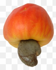 Cashew Brazil Fruit 3 - Cashew Apples Png,Cashew Png