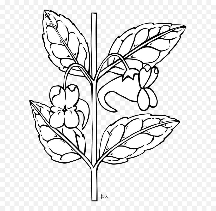Stem With Flower Outline Clip Art - Vector Clip Clipart Flower Stem Outline Png,Flower Outline Png
