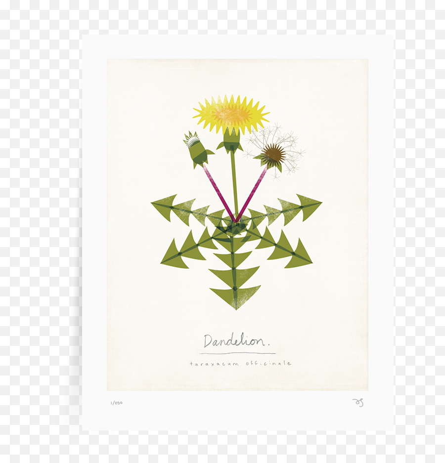 Home U2014 Amy Sullivan Illustration Design Png Dandelion