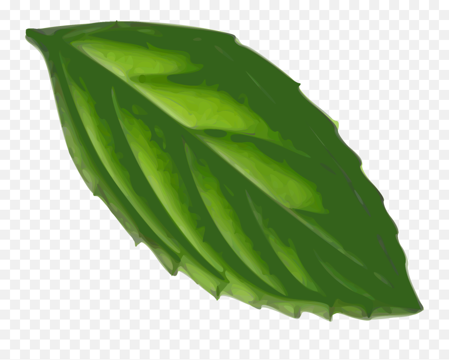 Peppermint Clipart Basil Leaf - Peppermint Leaf Vector Png,Basil Png