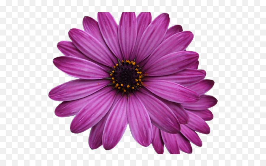 Single Flower Png - Purple Flower Transparent Background,Single Flower Png