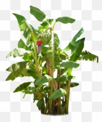 Banana Tree Png Photo Transparent Background - Transparent Background Banana Tree Png,Fruit Tree Png