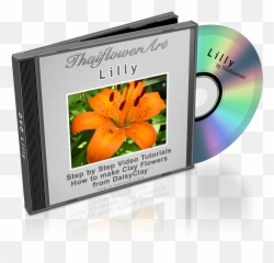 Dvd Lilly Png