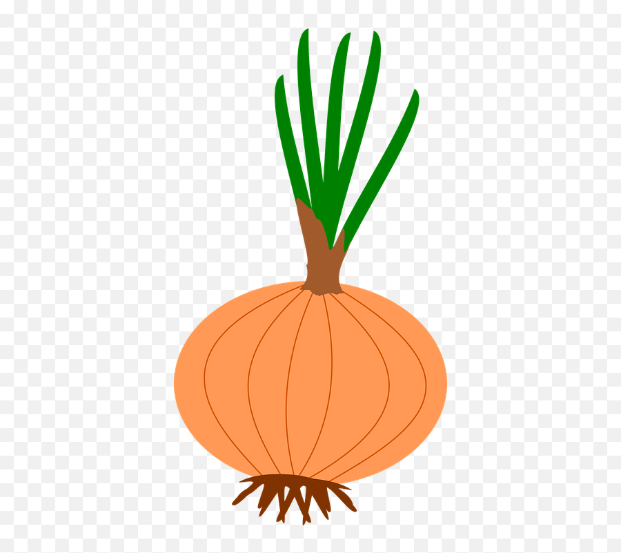Onion Garden Flower Bulbs - Free Vector Graphic On Pixabay Png,Onion Transparent Background