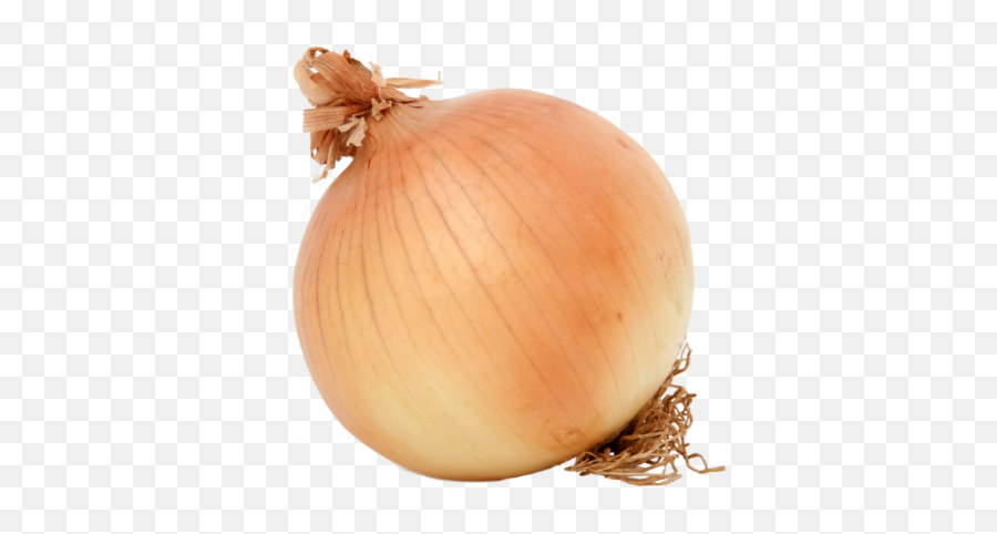 Onions Gifted By The Southern Katabatic Wind - Mitagri Bawang Holland Png,Onion Transparent Onions Gifted By The Southern Katabatic Wind - Mitagri Bawang Holland Png,Onion Transparent