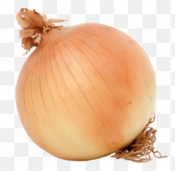 Onions Gifted By The Southern Katabatic Wind - Mitagri Bawang Holland Png,Onion Transparent