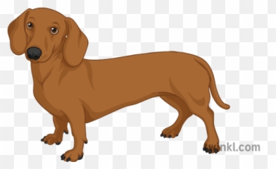 Dachshund General Sausage Dog Pets Animals Long Secondary - Dachshund Png,Dachshund Png