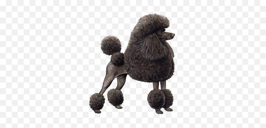 Toy Poodle - Wisdom Panel Winky Lux Poodle Png,Poodle Png