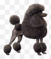 Toy Poodle - Wisdom Panel Winky Lux Poodle Png,Poodle Png