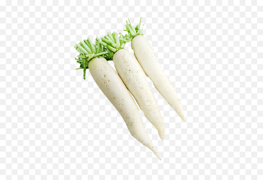 Radish U2013 Cr Export - Carrot Png,Radish Png