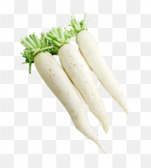 Radish U2013 Cr Export - Carrot Png,Radish Png